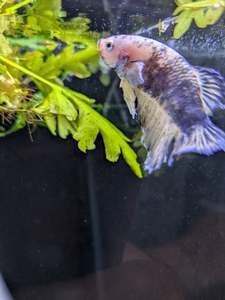 HMPK Yellow Koi Betta