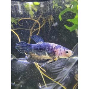 HMPK Blue Koi Betta