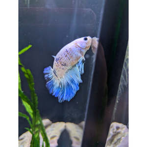 HM Giant Blue Koi Betta