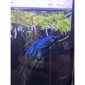 Bettas: HM Blue Green PK Betta