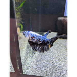 Bettas: HMPK Black Lace Marble Betta