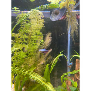 Bettas: Dragon Samurai Betta (Female)