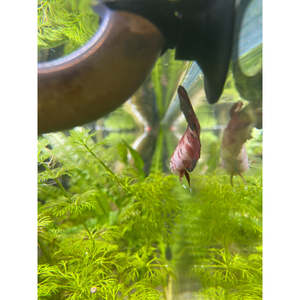 Traditional Koi Betta (Female)