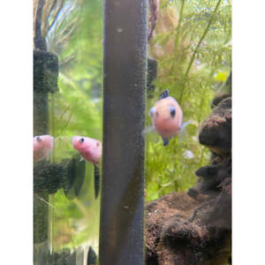 Bettas: Blue & Yellow Koi (Female)