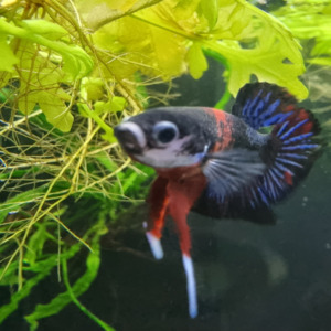 Tiger Koi Betta