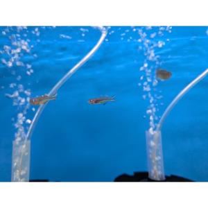 Forktail Rainbowfish