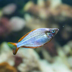 Neon Dwarf Rainbowfish