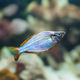 Neon Dwarf Rainbowfish