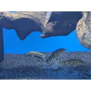 Zebra Loach Striata