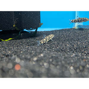 Loaches: YO-YO Loach