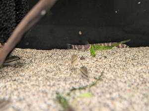 Banded coolie Loach