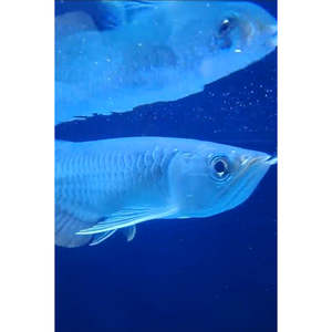 Arowana: High-Back Arowana
