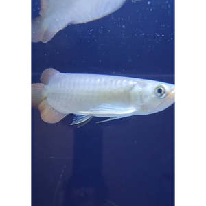 Arowana: Super Red Arowana