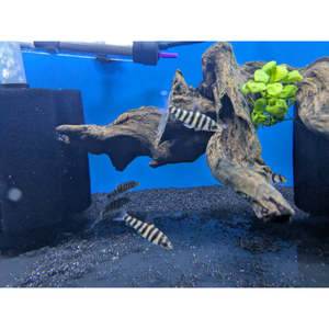 Black Banded Leporinus