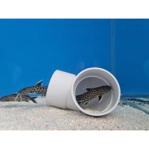 Synodontis Lucipinnis