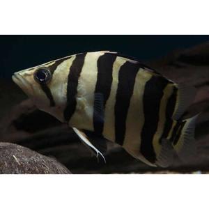 Oddball: Indonesian Tiger Perch