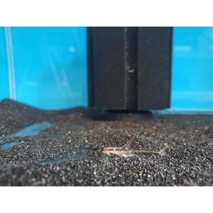 Oddball: Royal Farlowella - Whiptail