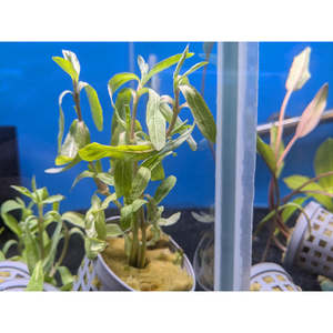 Plants: Tiger Polysperma