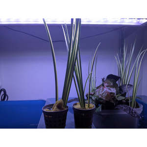 Plants: Japanese Rush