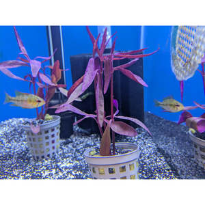 Plants: Beetroot Rubra