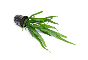 Needle Leaf Java Fern - Bunched