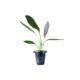 Rose Sword - Potted