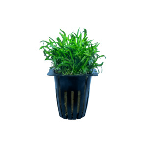 Plants: Lilaeopsis Zelandia - Potted