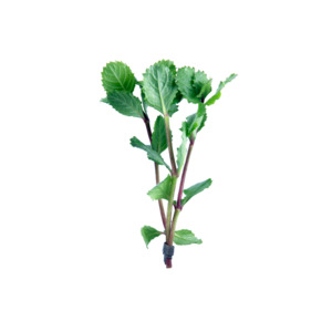 Hygrophila Difformis (Water Wisteria) - Bunched