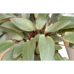 Plants: Cryptocoryn Crispatula