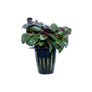 Lobelia Cardinalis - Potted