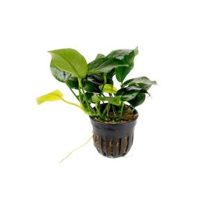 Plants: Anubias Nana