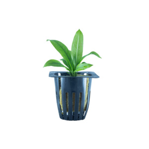 Amazon Sword - Potted
