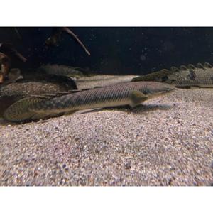 Bichirs: Palmas Bichir