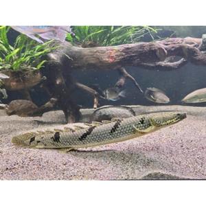 Bichirs: Royal Delhezi Bichir