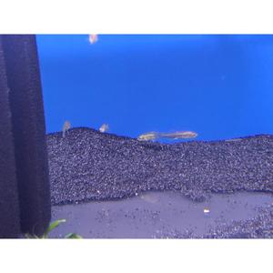 Danios Rasboras: Rasbora Sawbwa