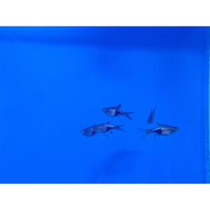 Danios Rasboras: Harlequin Lamb Chop Rasbora