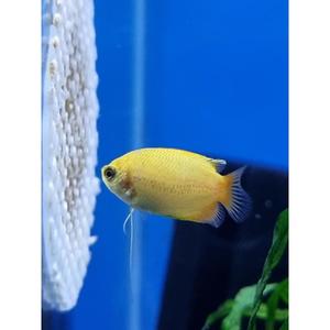 Sunset Dwarf Gourami