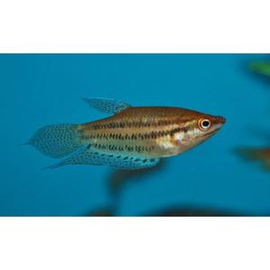 Gourami: Croaking Gourami