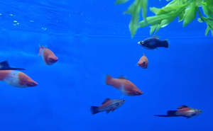 Live Bearers: Assorted Swordtail