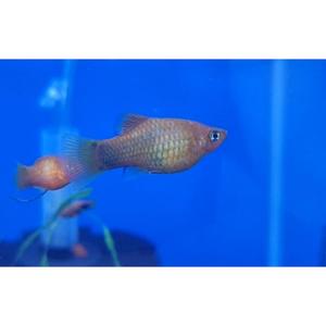 Live Bearers: Assorted Platy