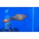 Assorted Platy