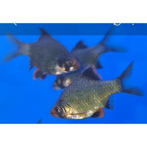 Barbs: Green Tiger Barb