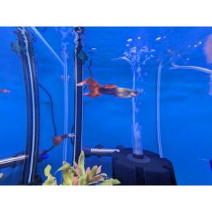 All Livestock: Assorted Guppy - Male