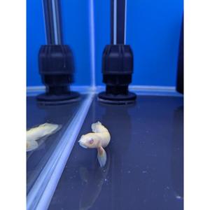 All Livestock: Albino Polyterus Senegalus