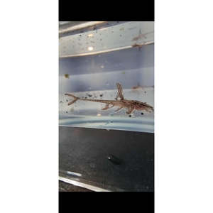 Red Lizard Whiptail Catfish