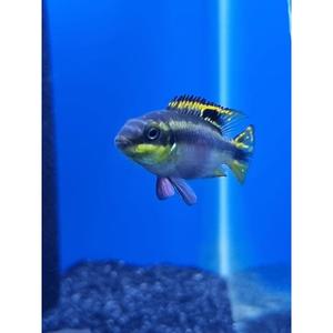 Cichlids: Rainbow Kribs