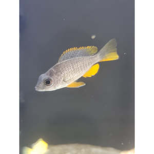 Red Kadango Cichlid