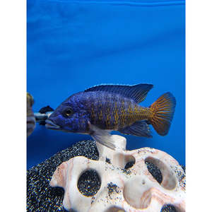 Cichlids: Flame Tail Cichlid