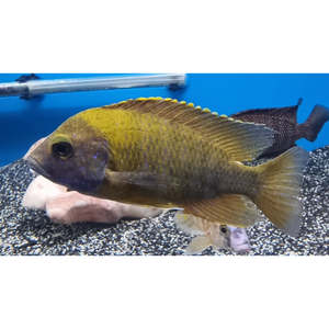 Sunshine Cichlid