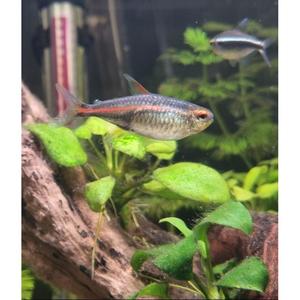 Tetras: Glow Light Tetra
